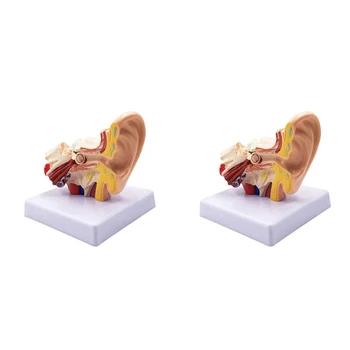 2 предмета, 1,5 модели анатомии человеческого уха - Профессиональная настольная имитационная модель структуры внутреннего уха для обучения